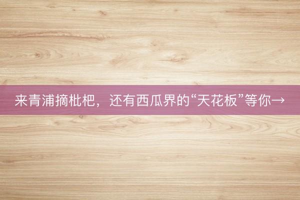 来青浦摘枇杷，还有西瓜界的“天花板”等你→